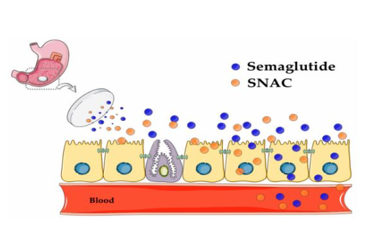 SNAC fördert die orale Aufnahme von Semaglutid-Tabletten
